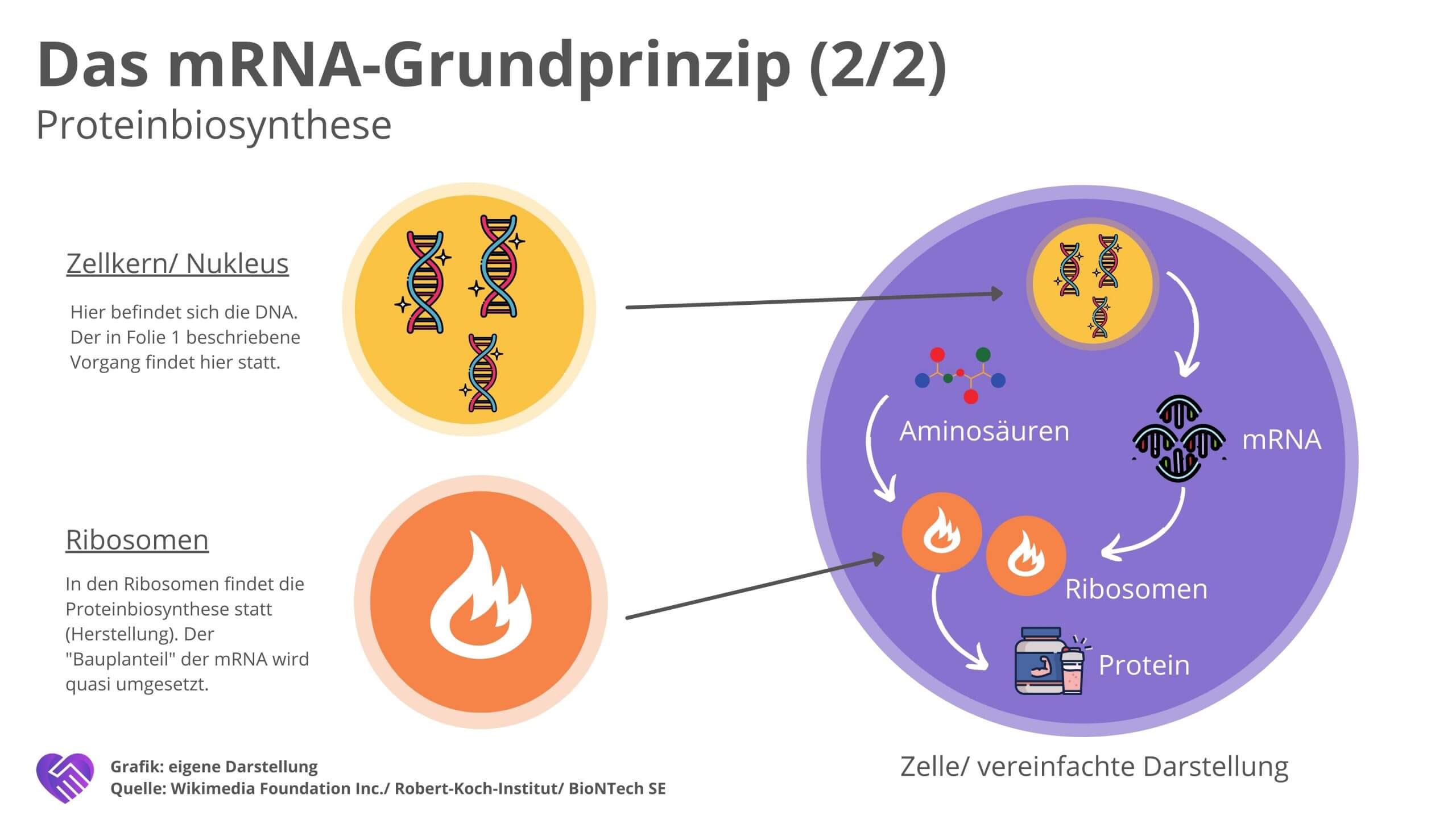 BioNTech Aktie Analyse Geschäftsmodell mRNA Funktion Teil 2