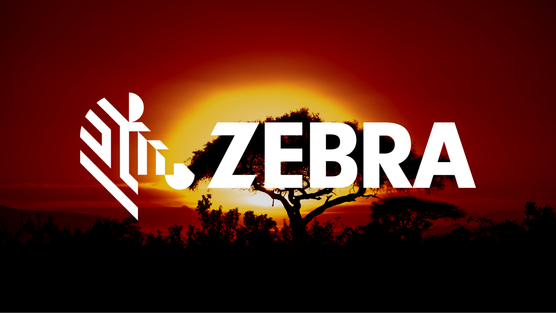 Zebra Aktienanalyse Titelbild